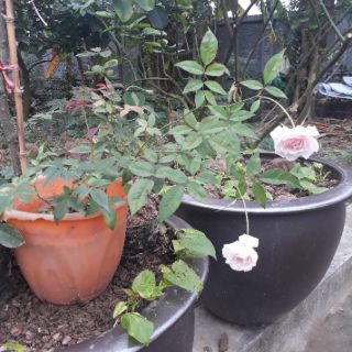 Combo 03 cây giống Hồng đào cổ