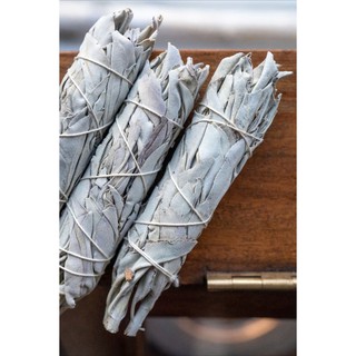 XÔ THƠM TRẮNG - WHITE SAGE - Bó size tiêu chuẩn