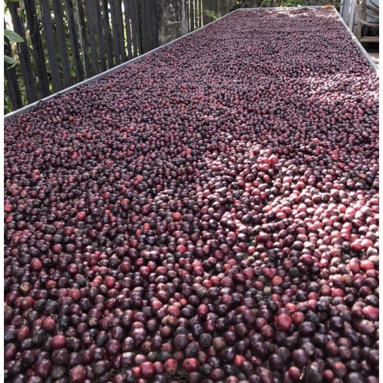 (Siêu Vocher) Robusta chế biến honey rang mộc hoàn toàn_ Cafein cao_hậu ngọt vị thơm kéo dài | BigBuy360 - bigbuy360.vn