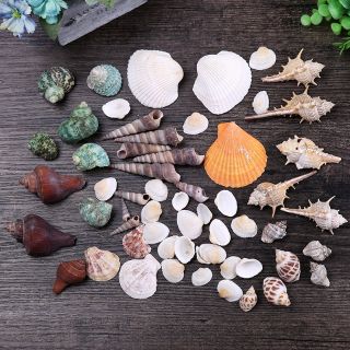 Vỏ ốc biển trang trí