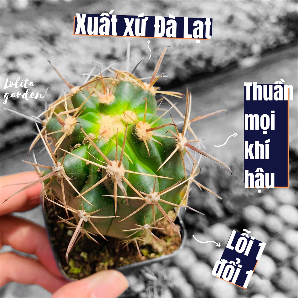 Xương rồng cory Đà Lạt size bé cây cảnh trang trí nhà cửa Lolita garden