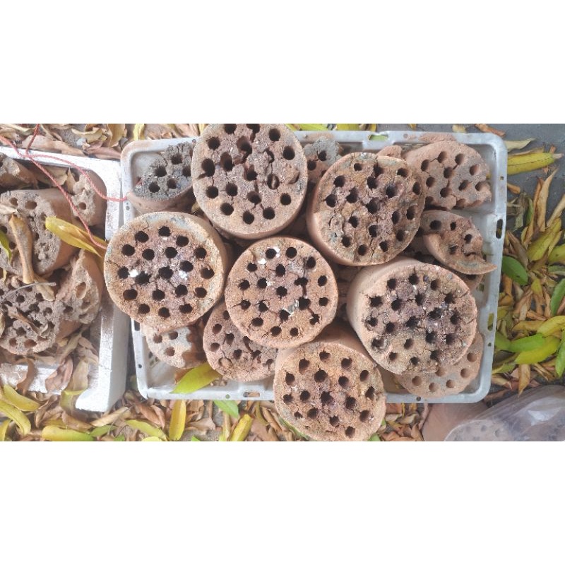 XỈ THAN trồng cây, lót nền bể cá, vệ sinh chó mèo đã qua XỬ LÝ