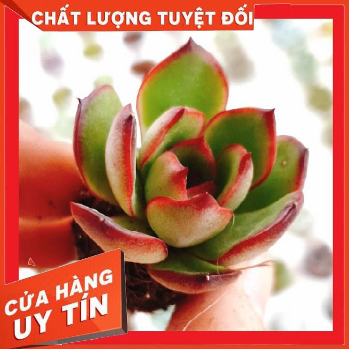 Sen đá viền lửa, viền đỏ size vỉ (mini) ❌ FREE SHIP❌    Xuất xứ Đà Lạt, đã thuần khí hậu