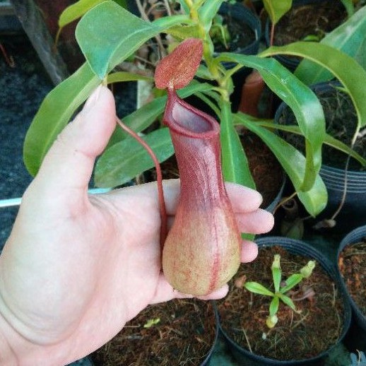 Cây nắp ấm Nx Ventrata