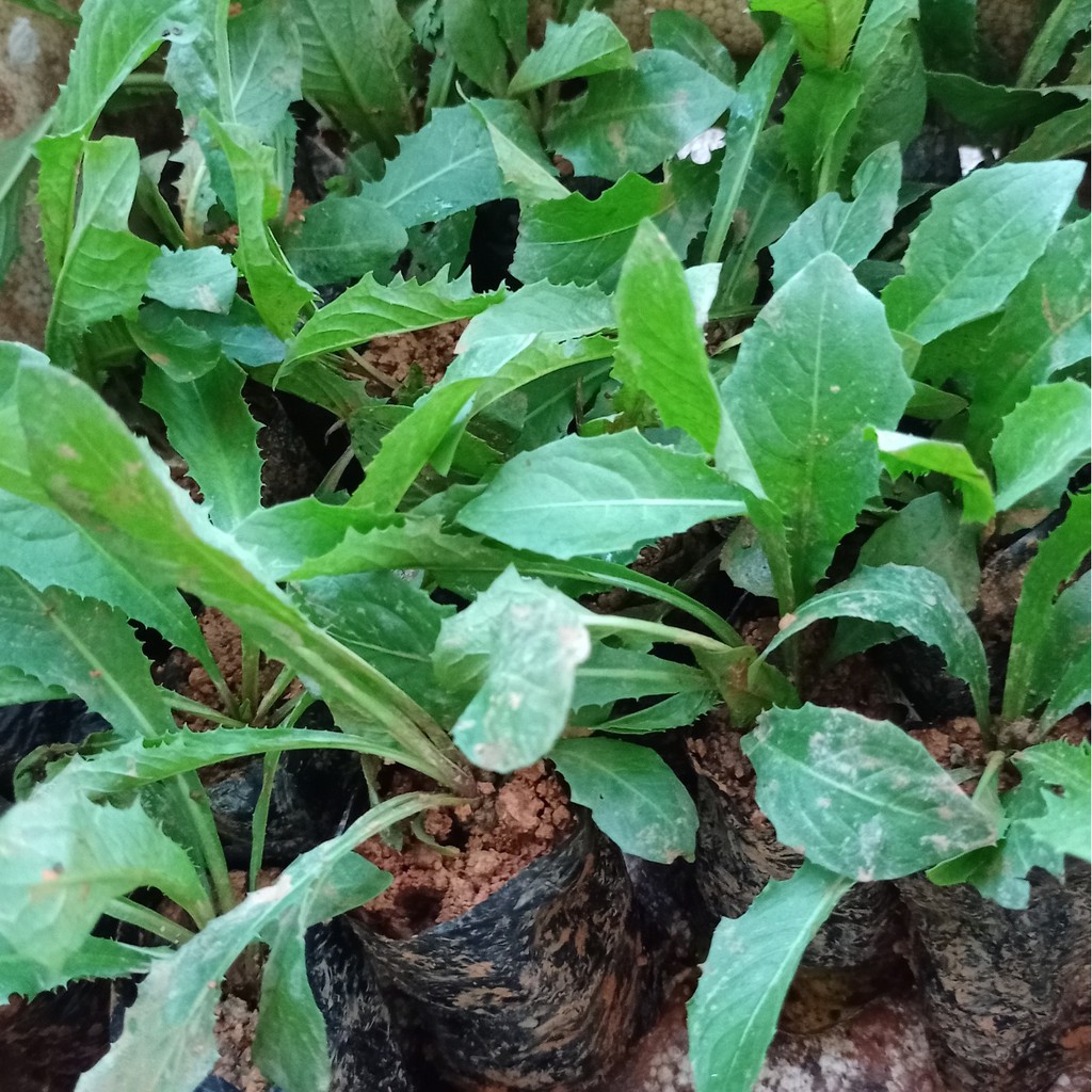 🌱 Bầu giống bồ công anh lùn 🌱 ( bồ công anh Trung Quốc ) - Thanh toán trước tặng thêm 1 bầu cùng loại