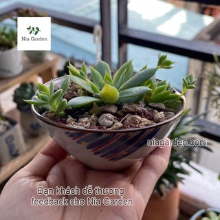 (G89) Ly gốm Nhật trồng sen đá (đã khoan lỗ) - GSN