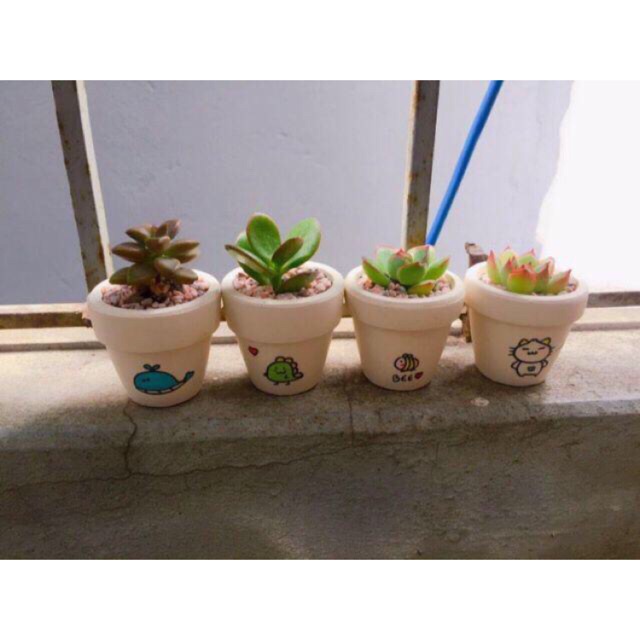 Chậu cây sen đá mini gốm trắng ( 25k)