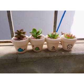 Chậu cây sen đá mini gốm trắng ( 25k)