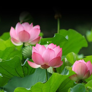 Hạt giống sen Nhật mini