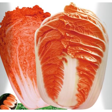 700 Hạt Giống Cải Thảo Kim Chi Hàn Quốc, năng suất cao Kháng Sâu bệnh