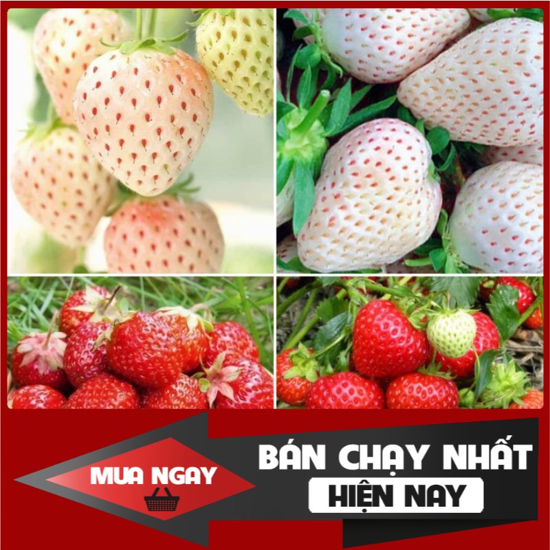 [ Big Sale ] Hạt giống dâu tây đỏ và trắng