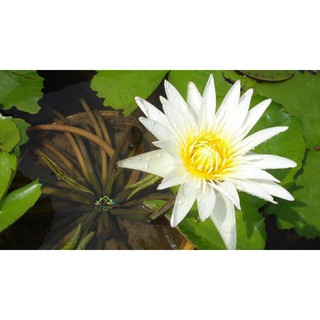 ( RẺ VÔ ĐỊCH)- Cây hoa súng Thái màu trắng