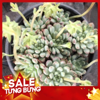 Sen đá cẩm thạch lùn bụi🍏 |freeship| 🔥 xứ nóng, đã thuần khí hậu, khoẻ đẹp 🍏 lỗi 1 đổi 1