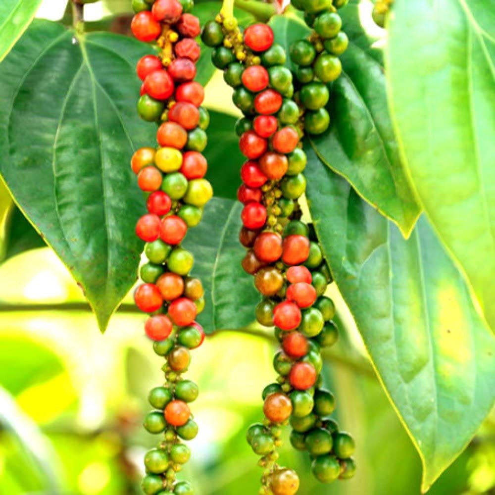 Muối Tiêu Chanh Ông Chà Và 90gr