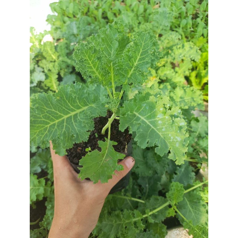Cây giống cải kale ươm bầu, giao hảo tốc tp HCM