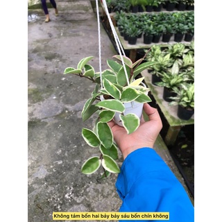 cây lan cẩm cù- caykiengsadec -hoa lan