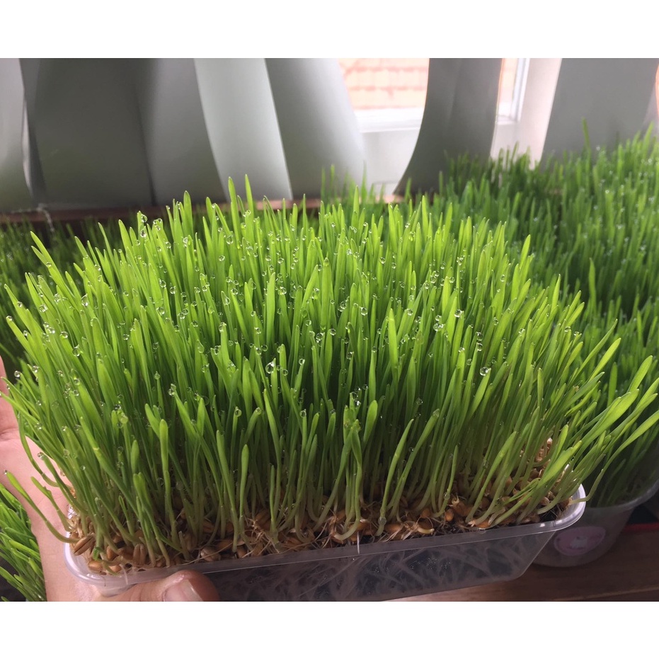 Hạt giống cỏ lúa mạch cho mèo 40g