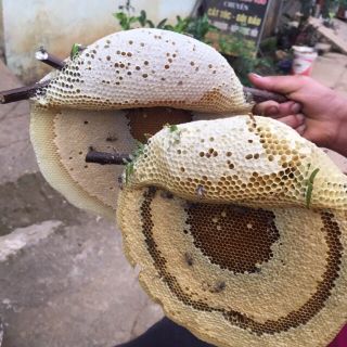 Mật ong rừng nguyên chất