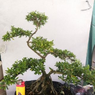 Linh sam bonsai thành phẩm