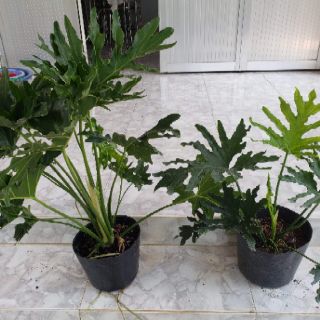 Trầu Bà Thanh Xuân(tặng kèm phân bón)