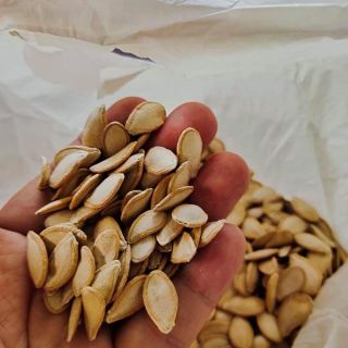 Hạt giống bông bí nụ