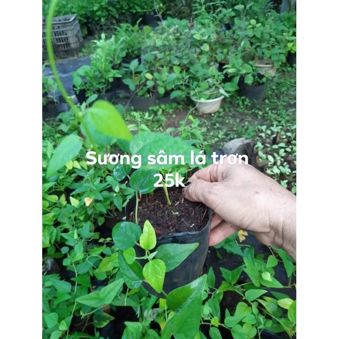 3 BẦU CÂY GIỐNG SƯƠNG SÂM LÁ TRƠN
