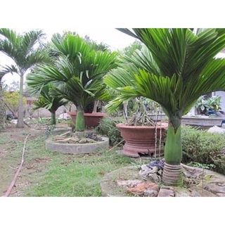 Cau Lùn Tứ Quý