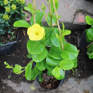 Châu dây leo Huỳnh Đệ