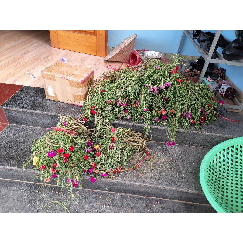 Hoa mười giờ Thái kép 25k/kg mix màu (cành hoa)