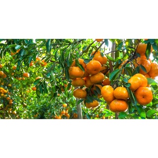 Cây quýt đường Thái không hạt siêu sớm