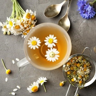 Hạt Giống Cúc Trà CHAMOMILE 216 (0.1g)