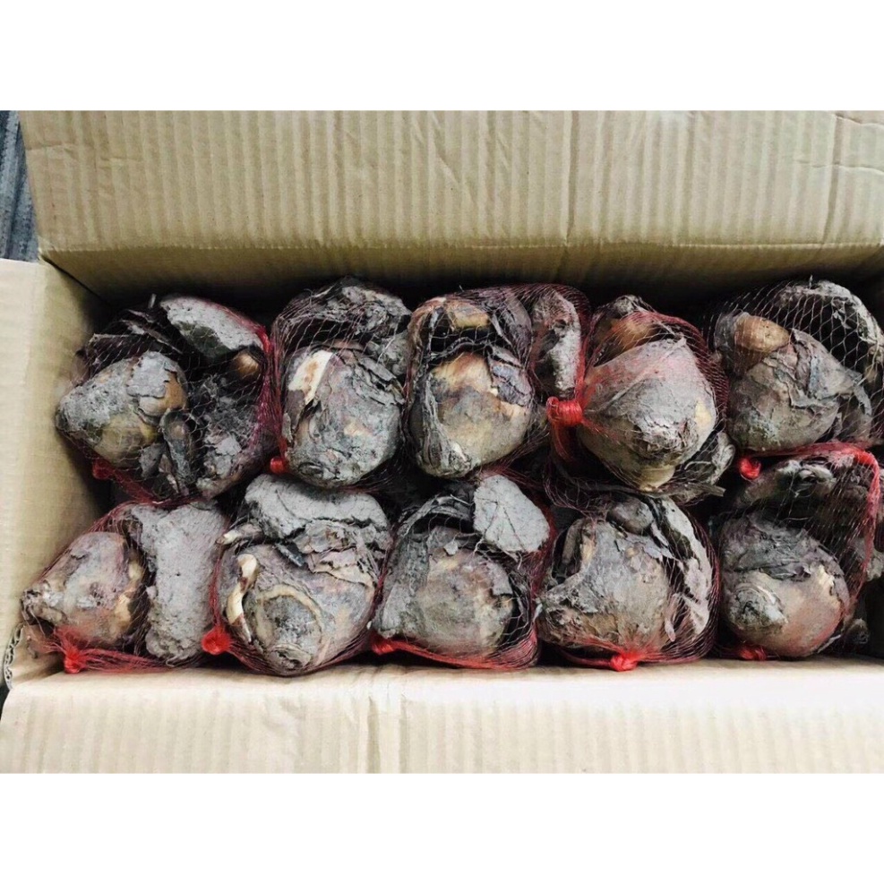 Củ hoa thủy tiên cho hoa Tết Nguyên Đán 2021 - shop BÉ MẦM 06 HCM