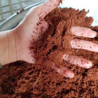 Mụn dừa/ Mụn dừa ép cục/ Mụn dừa đã xử lý