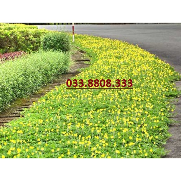 Hạt Giống Cỏ Lạc Dại – Cỏ Thảm Cảnh - Cỏ Đậu Phộng (gói 100g hạt)