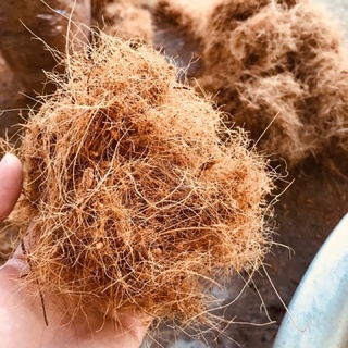 Xơ dừa sợi trồng lan, rau mầm
