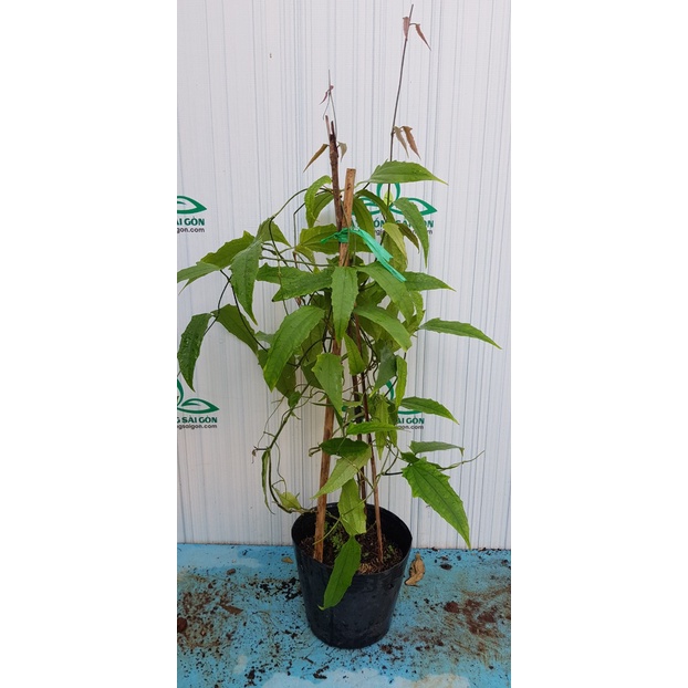Cây giống Móng cọp vàng , cây cao 50-60cm, ưa nắng, hoa độc đáo, cây trồng che nắng làm đẹp cảnh quan