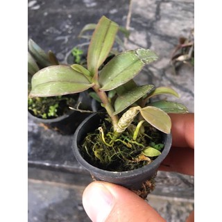 GIẢ HẠC EASO cây giống