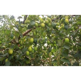 Cây giống táo đào vàng
