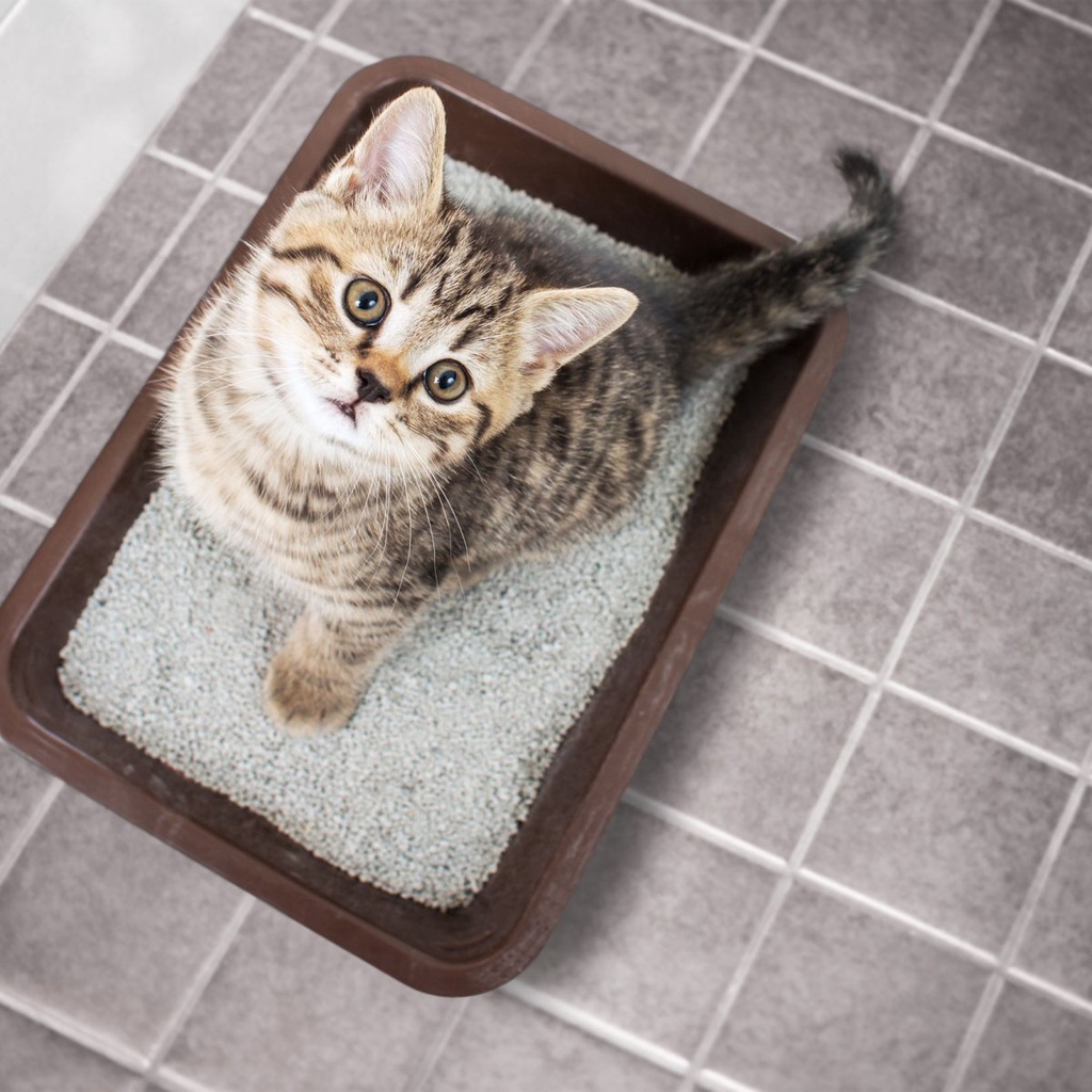 Cát vệ sinh cho mèo hạt mịn, khử mùi, chống dính túi 6 lít Denkmit Ultra-Klumpstreu,  nhập khẩu Đức