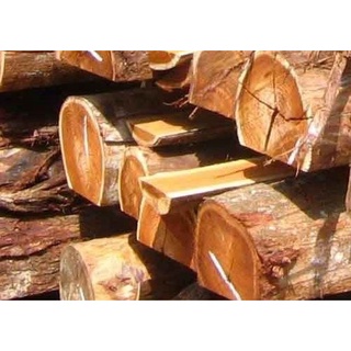 1 KG HẠT GIỐNG KEO CUBA [HẠT VỤ MỚI - NẢY MẦM CAO  ].