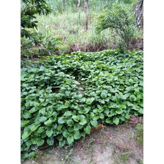 Cây giống lá nốt