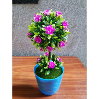Chậu hoa cẩm tú cầu