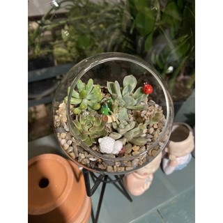 [XƯƠNG RỒNG SEN ĐÁ] Bình thủy tinh 10 cm mix sen đá, xương rồng (Chưa gồm tiểu cảnh)