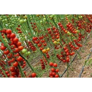 30 hạt giống cà chua chuỗi ngọc
