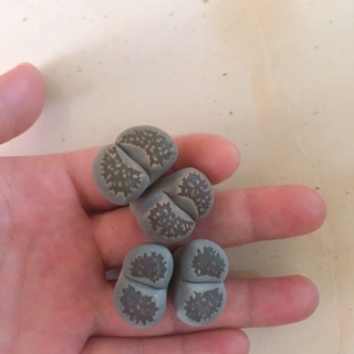 Cây Lithops 1.7-2.7cm, lithops 2 đầu