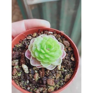Cỏ bơ-bắt mồi