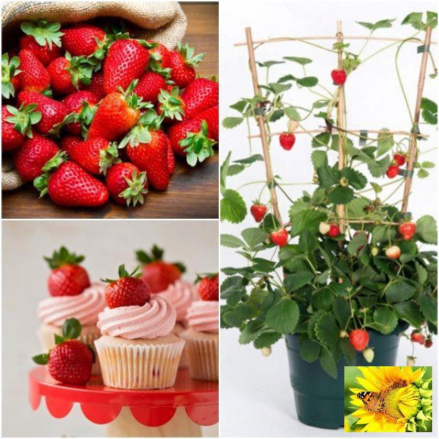 Gói 50 hạt giống dâu tây leo