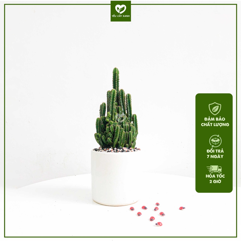 Xương Rồng Thanh Sơn - Xương Rồng Ngọn Núi 3 size