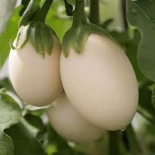 Hạt giống cà trứng ngỗng