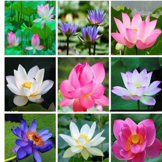 5 hạt sen nhật mini nhiều màu